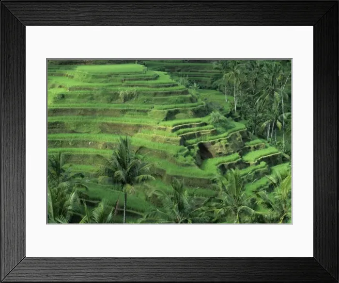 Framed Print : Indonesia, Bali, Tegallalan village. Lush, terraced rice fields and coconut palm trees