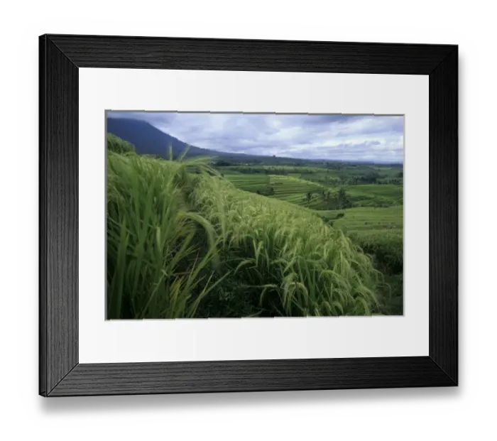 Framed Print : Indonesia, Bali, near Jutiluwih village. Lush, terraced rice fields Framed Print : Indonesia, Bali, near Jutiluwih village. Lush, terraced rice fields