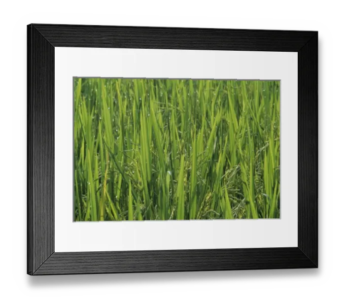 Framed Print : Indonesia, Bali, near Ubud. Rows of rice plants Framed Print : Indonesia, Bali, near Ubud. Rows of rice plants
