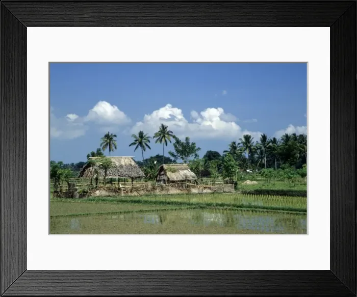 Framed Print : Indonesia, Bali, near Ubud. Coconut palm trees tower above thatched shelters and wet rice fields