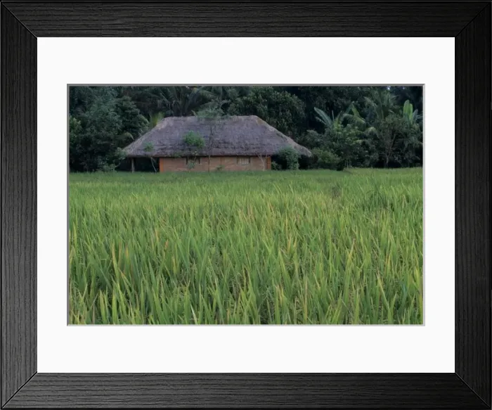 Framed Print : Indonesia, Bali, near Ubud. Balinese house in rice fields Framed Print : Indonesia, Bali, near Ubud. Balinese house in rice fields