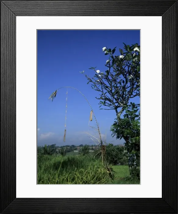 Framed Print : Indonesia, Bali, near Ubud. Bamboo panjar, an offering to Hindu Gods tower Framed Print : Indonesia, Bali, near Ubud. Bamboo panjar, an offering to Hindu Gods tower