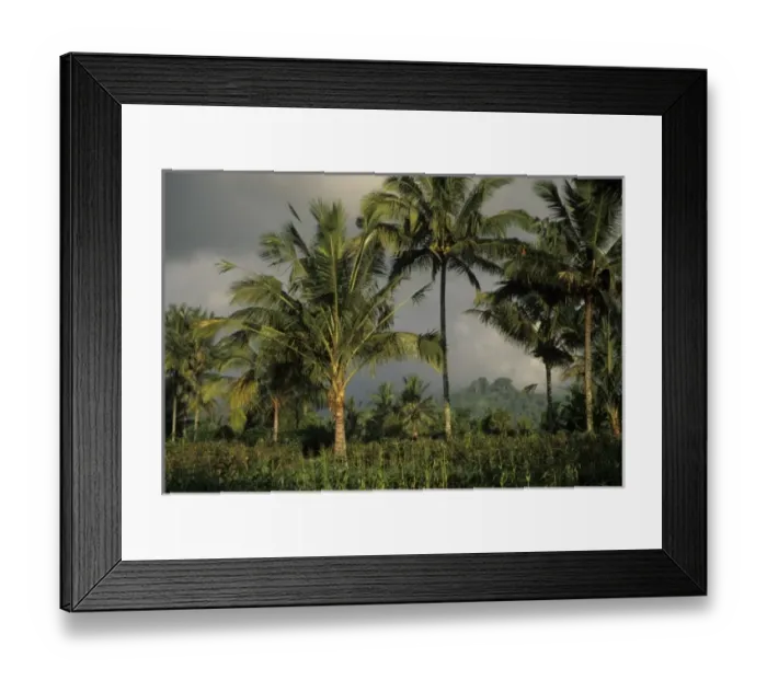 Framed Print : Indonesia, Bali. Palm trees tower above crops
