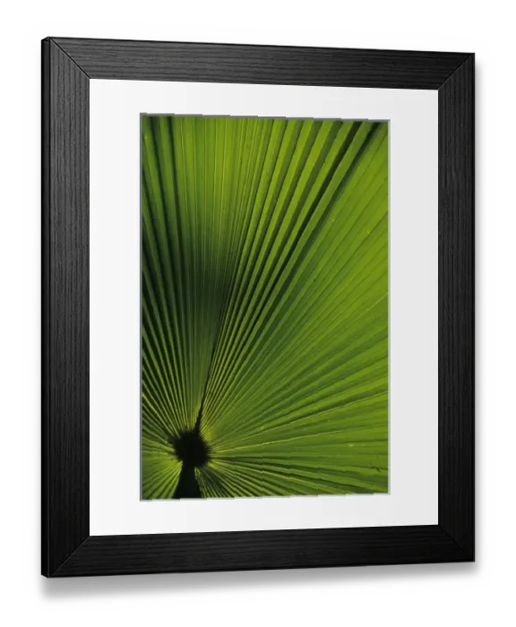 Framed Print : Indonesia, Sulawesi, near Manado. Palm frond in 22, 000 acre Tangkoko-Batuangus-Dua Saudara Reserve Framed Print : Indonesia, Sulawesi, near Manado. Palm frond in 22, 000 acre Tangkoko-Batuangus-Dua Saudara Reserve