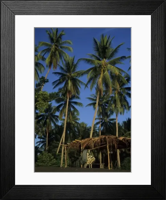Framed Print : Indonesia, Sulawesi, Batupitih. Palm trees and thatched shelter on black sand beach Framed Print : Indonesia, Sulawesi, Batupitih. Palm trees and thatched shelter on black sand beach