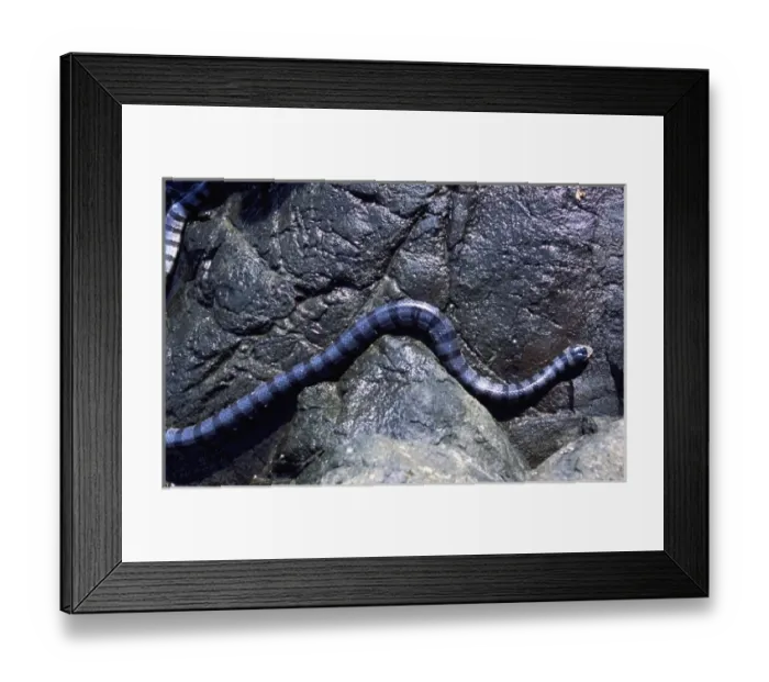 Framed Print : Asia, Indonesia, Yellow Lipped Sea Krait (Laticauda colubrina) Framed Print : Asia, Indonesia, Yellow Lipped Sea Krait (Laticauda colubrina)