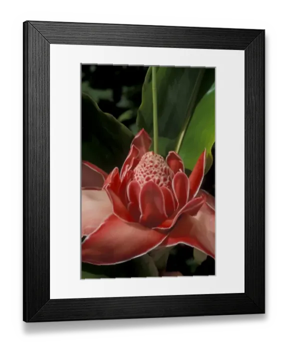 Framed Print : Torch Ginger, (Nicolaia elatior), native to Indonesia Framed Print : Torch Ginger, (Nicolaia elatior), native to Indonesia