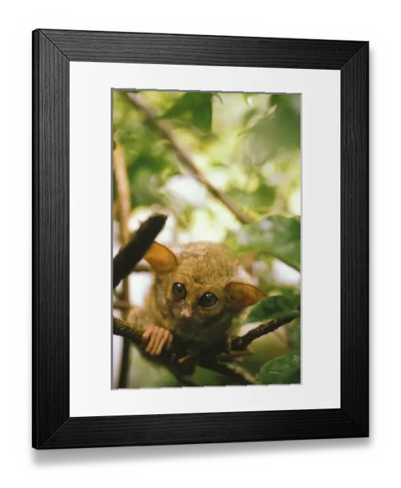 Framed Print : Asia, Indonesia