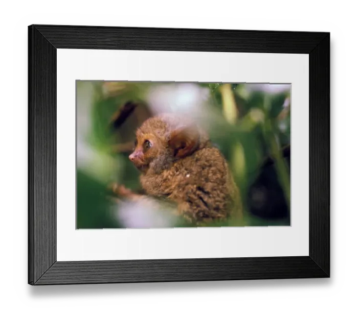 Framed Print : Oceania, Indonesia, Sulawesi. Tarsier (Tarsius banancanus)