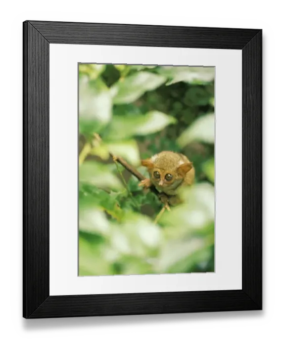 Framed Print : Asia, Indonesia