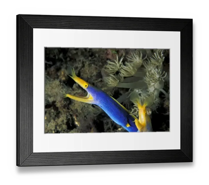 Framed Print : Indonesia, North Sulawesi, Lembeh Strait. Blue ribbon eel (Rhinomuraena quaesita) Framed Print : Indonesia, North Sulawesi, Lembeh Strait. Blue ribbon eel (Rhinomuraena quaesita)