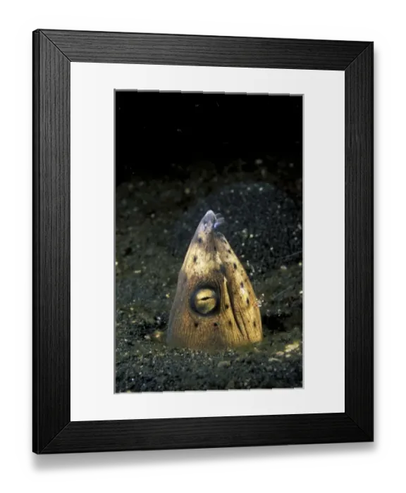 Framed Print : Asia, Indonesia Framed Print : Asia, Indonesia