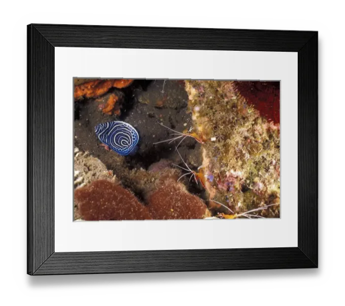 Framed Print : Indonesia. Anthias and juvinile angelfish being cleaned by shrimp Framed Print : Indonesia. Anthias and juvinile angelfish being cleaned by shrimp