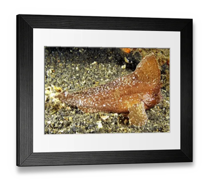Framed Print : Indonesia. Cockatoo waspfish (Ablabys taenianotus) Framed Print : Indonesia. Cockatoo waspfish (Ablabys taenianotus)