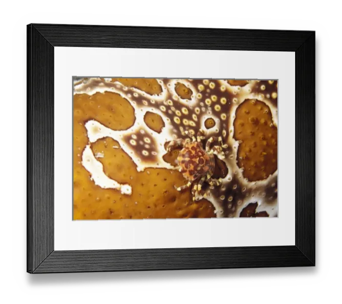 Framed Print : Indonesia. Crab on sea cucumber (Lissocarcinus orbicularis)
