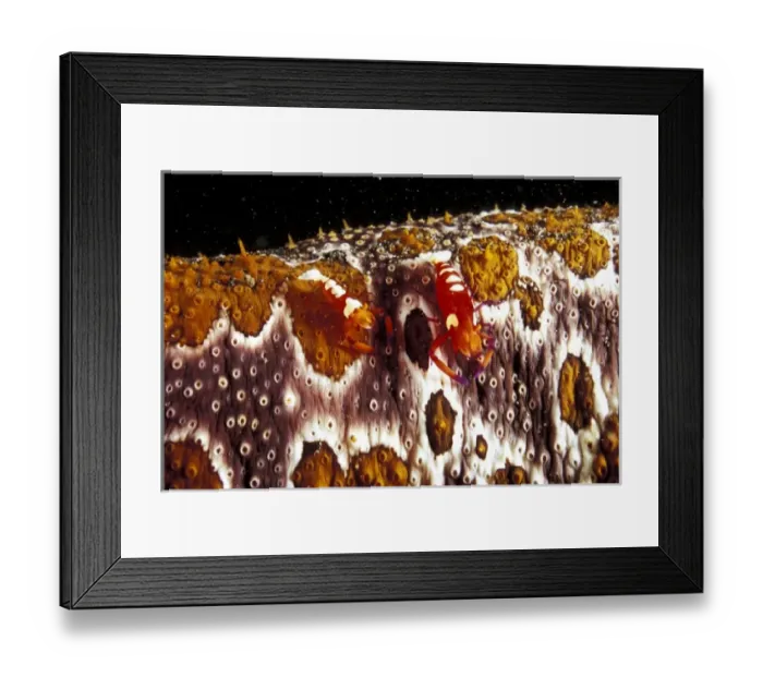 Framed Print : Indonesia. Emperor shrimp (Periclimenes imperator) on sea cucumber Framed Print : Indonesia. Emperor shrimp (Periclimenes imperator) on sea cucumber