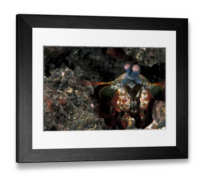 Framed Print : Indonesia. Green Mantis Shrimp (Odontodactylus scyllaris)