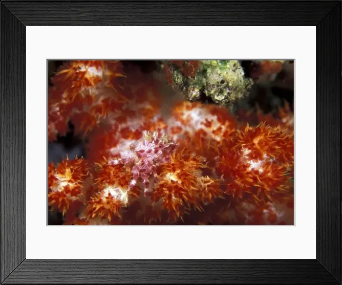 Framed Print : Indonesia. Soft Coral Crab (Hoplophrys oatesii) Framed Print : Indonesia. Soft Coral Crab (Hoplophrys oatesii)