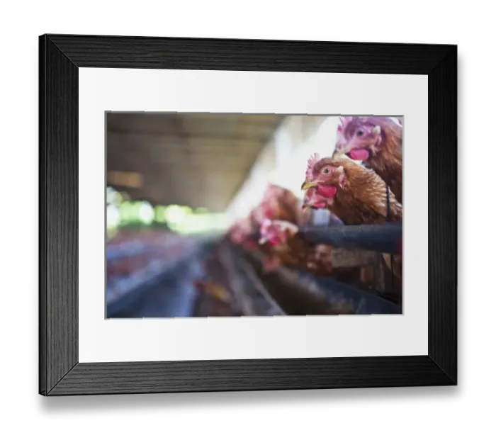 Framed Print : Bali, Indonesia. A chicken farm in the central region of Bali Framed Print : Bali, Indonesia. A chicken farm in the central region of Bali