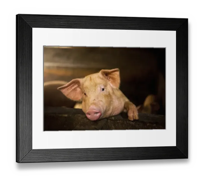 Framed Print : Bali, Indonesia. A local pig farm Framed Print : Bali, Indonesia. A local pig farm