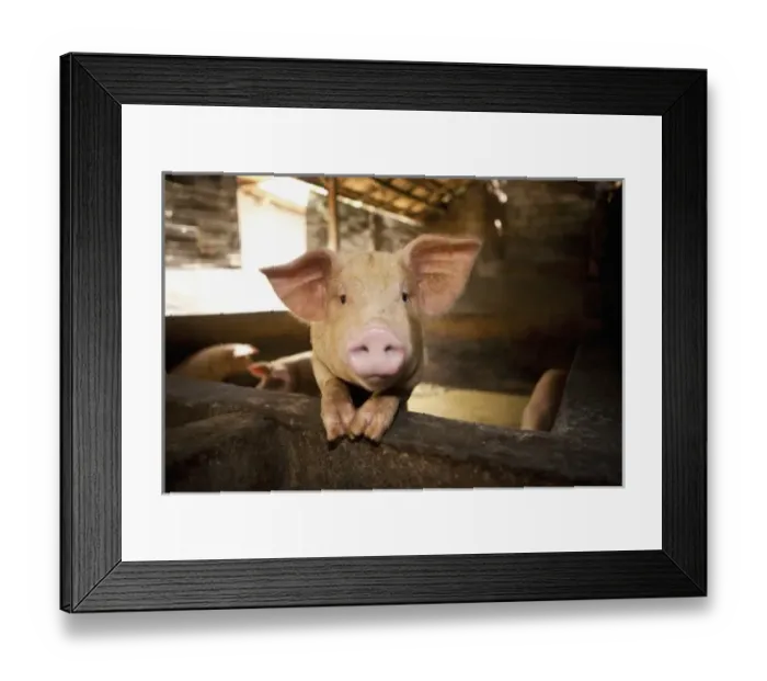Framed Print : Bali, Indonesia. A local pig farm Framed Print : Bali, Indonesia. A local pig farm
