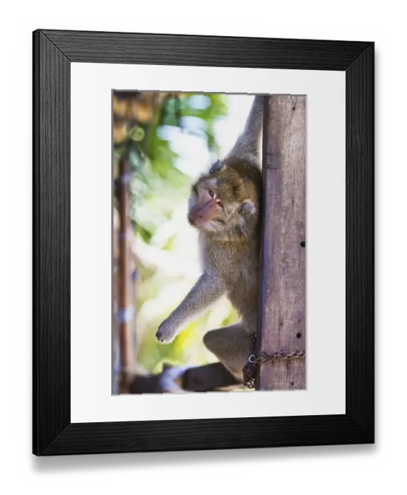 Framed Print : Bali, Indonesia. A pet monkey stands guard of a familys residence