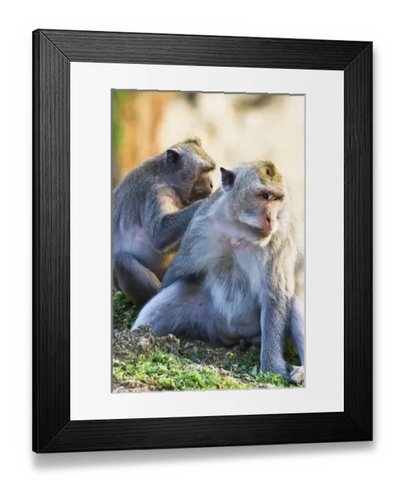 Framed Print : Bali, Indonesia. As is common in Indonesian temples, monkeys run free through the Uluwatu temple Framed Print : Bali, Indonesia. As is common in Indonesian temples, monkeys run free through the Uluwatu temple