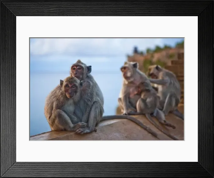 Framed Print : Bali, Indonesia. As is common in Indonesian temples, monkeys run free through the Uluwatu temple Framed Print : Bali, Indonesia. As is common in Indonesian temples, monkeys run free through the Uluwatu temple