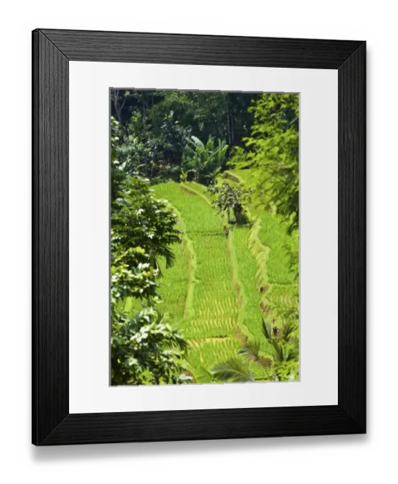 Framed Print : Asia, Indonesia Framed Print : Asia, Indonesia