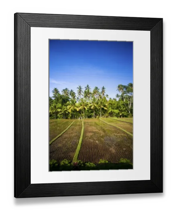 Framed Print : Bali, Indonesia. Some of the countless rice fields when traveling across Balis interior