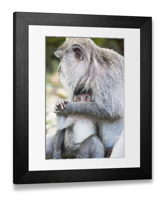 Framed Print : Ubud, Bali, Indonesia. The sacred monkey forest in Ubud is full of monkeys. Though Framed Print : Ubud, Bali, Indonesia. The sacred monkey forest in Ubud is full of monkeys. Though