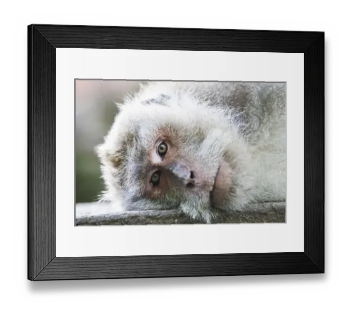 Framed Print : Ubud, Bali, Indonesia. The sacred monkey forest in Ubud is full of monkeys. Though Framed Print : Ubud, Bali, Indonesia. The sacred monkey forest in Ubud is full of monkeys. Though