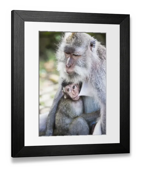 Framed Print : Ubud, Bali, Indonesia. The sacred monkey forest in Ubud is full of monkeys. Though Framed Print : Ubud, Bali, Indonesia. The sacred monkey forest in Ubud is full of monkeys. Though