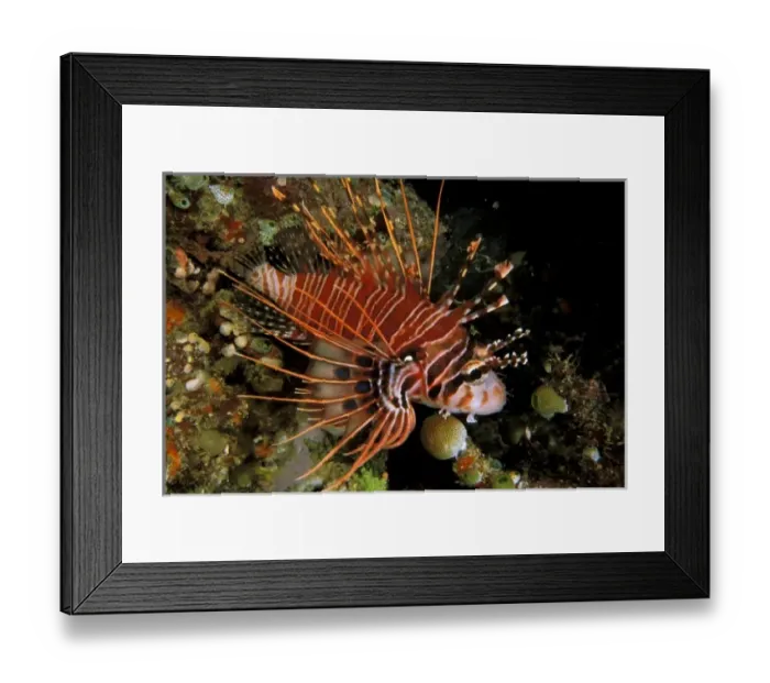 Framed Print : Indonesia, Sulawesi. Close up of spotfin lionfish, or pterois antennata Framed Print : Indonesia, Sulawesi. Close up of spotfin lionfish, or pterois antennata