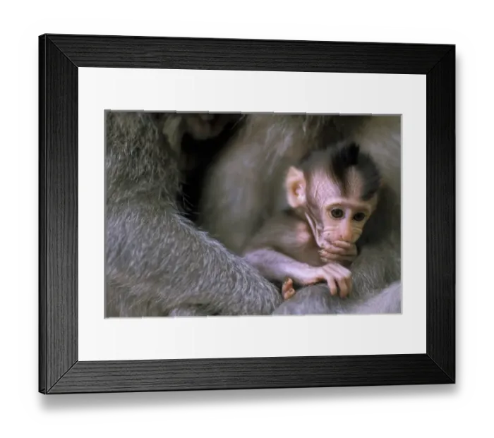 Framed Print : Oceania, Indonesia, Bali, Ubud. Baby long tailed macaque in Monkey Forest Framed Print : Oceania, Indonesia, Bali, Ubud. Baby long tailed macaque in Monkey Forest
