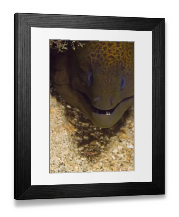 Framed Print : Asia, Indonesia Framed Print : Asia, Indonesia
