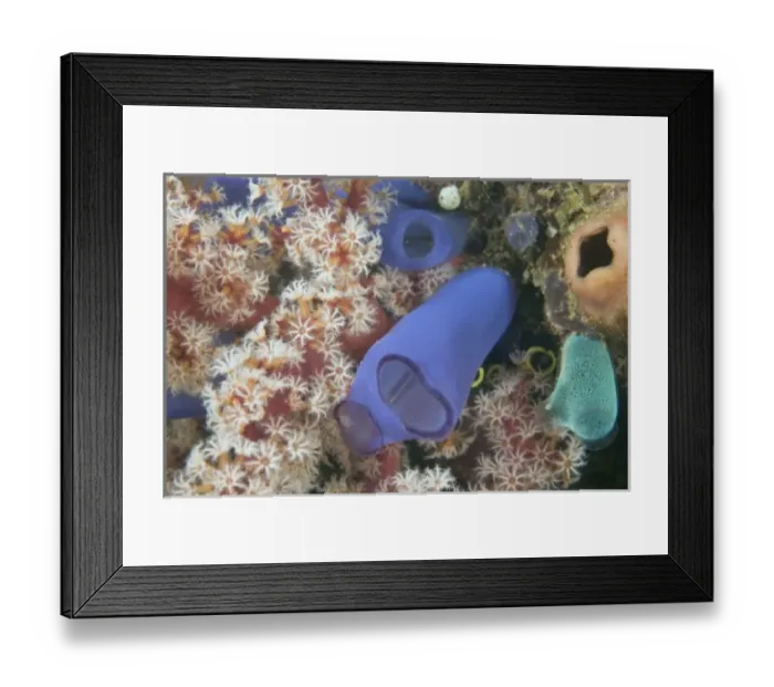 Framed Print : Various Tunicates and Gorgonian Sea Fan, Banda Sea, Indonesia Framed Print : Various Tunicates and Gorgonian Sea Fan, Banda Sea, Indonesia