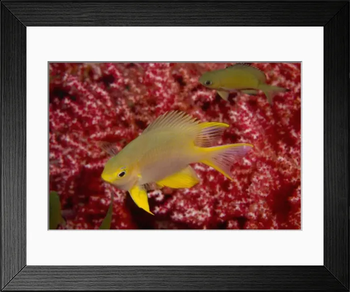 Framed Print : Golden Damselfish (Amblyglyphidodon aureus) near Gorgonian Sea Fan, Banda Sea, Indonesia Framed Print : Golden Damselfish (Amblyglyphidodon aureus) near Gorgonian Sea Fan, Banda Sea, Indonesia