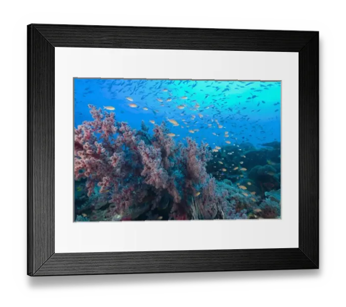 Framed Print : schooling Fairy Basslet (Pseudanthias squamipinnis) near gorgonian sea fan plus many