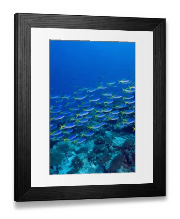Framed Print : Blue-Gold Fusiliers (Caesio teres). Indonesia, Raja Ampat region of Papua (formerly Framed Print : Blue-Gold Fusiliers (Caesio teres). Indonesia, Raja Ampat region of Papua (formerly