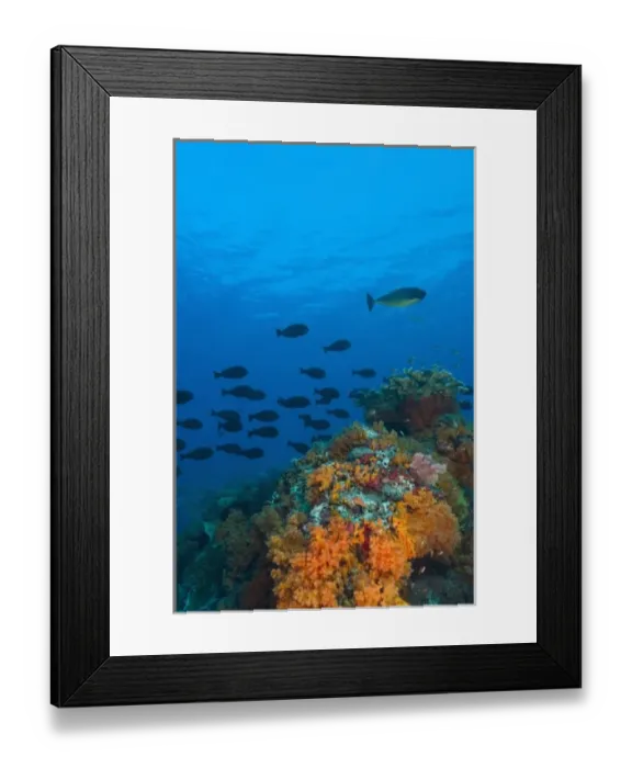Framed Print : Colorful soft corals (Dendronepthya sp. ) small anthias fish (Pseudanthias squamipinnis) Framed Print : Colorful soft corals (Dendronepthya sp. ) small anthias fish (Pseudanthias squamipinnis)