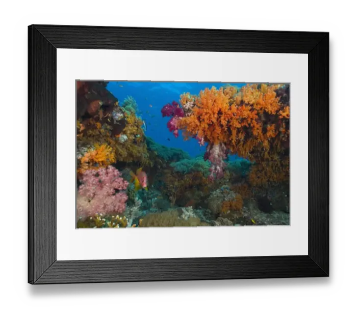 Framed Print : Profuse and colorful soft corals (Dendronepthya sp. ). Indonesia, Raja Ampat region of Papua