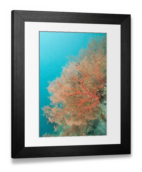Framed Print : Large Colorful Sea Fan. Indonesia, Raja Ampat region of Papua (formerly Irian Jaya)