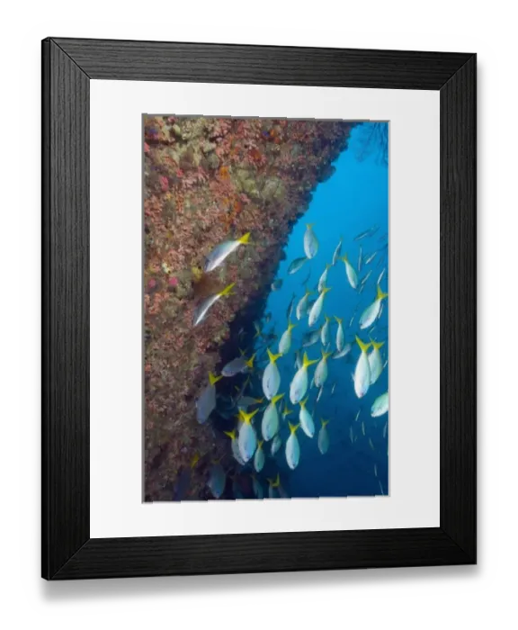 Framed Print : Raja Ampat region of Papua (formerly Irian Jaya) Framed Print : Raja Ampat region of Papua (formerly Irian Jaya)