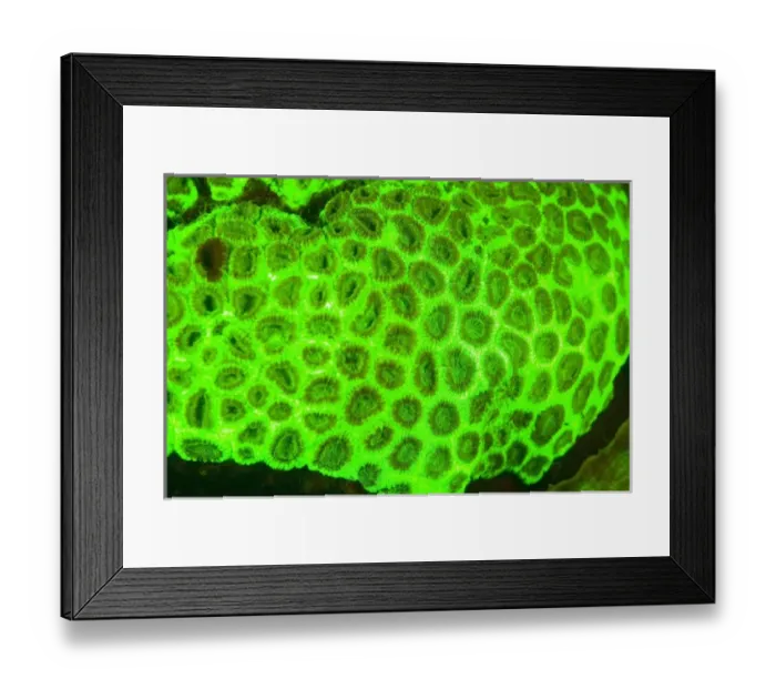 Framed Print : Natural occuring Fluorescence emitted and captured using special barrier filters Framed Print : Natural occuring Fluorescence emitted and captured using special barrier filters