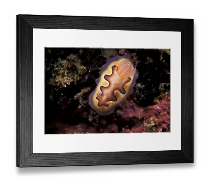 Framed Print : Indonesia, Komodo Island area. Nudibranch (Chromodoris coi) Framed Print : Indonesia, Komodo Island area. Nudibranch (Chromodoris coi)
