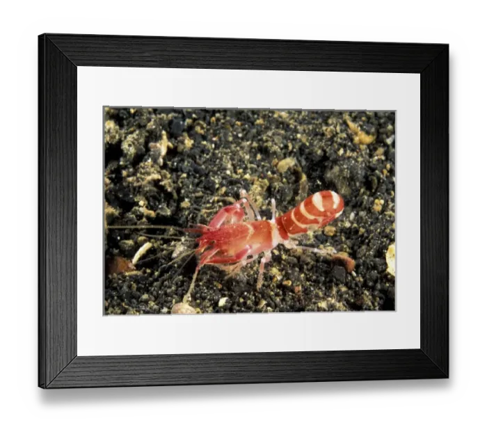 Framed Print : Asia, Indonesia Framed Print : Asia, Indonesia