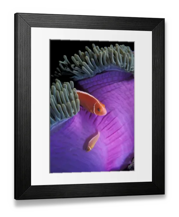 Framed Print : Indonesia. Anemonefish swimming in anemone tent Framed Print : Indonesia. Anemonefish swimming in anemone tent