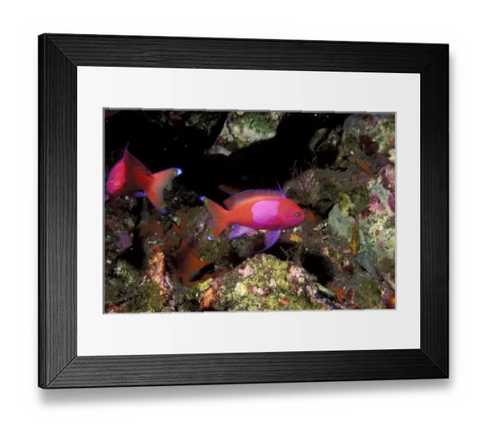 Framed Print : Indonesia, Palau. Squarespot Anthias (Pseudanthias pleurotaenia) Framed Print : Indonesia, Palau. Squarespot Anthias (Pseudanthias pleurotaenia)