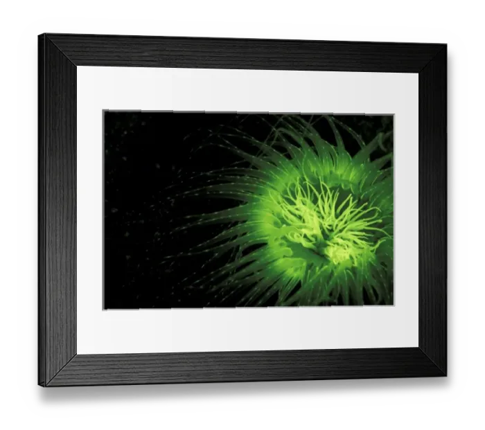 Framed Print : Indonesia. Fluorescence in Tube Anemone (Ceranth idai) Framed Print : Indonesia. Fluorescence in Tube Anemone (Ceranth idai)